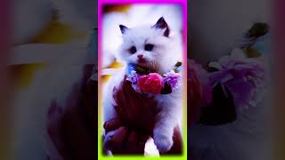 Cute Kittens  shortvideo shorts cute