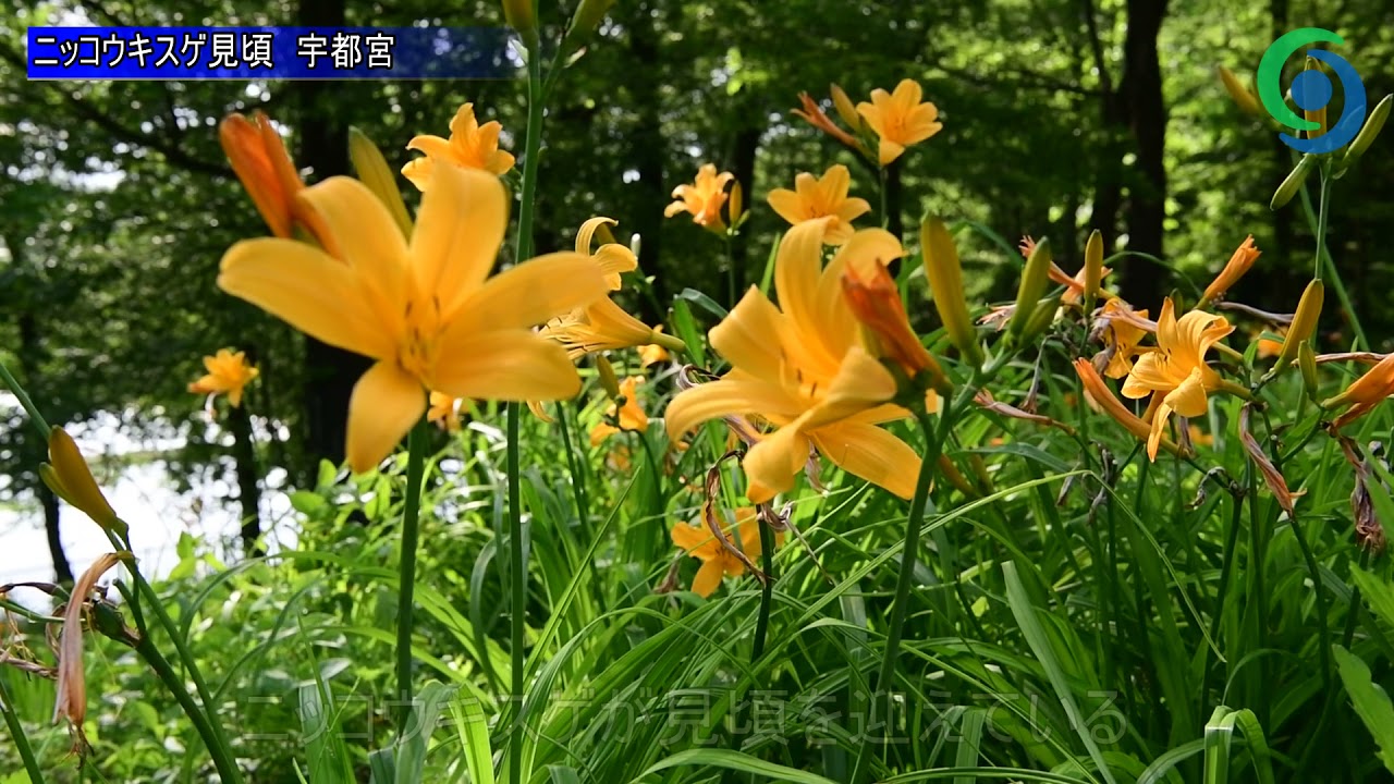 ニッコウキスゲ見頃 宇都宮 Youtube