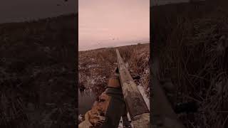 Utah Duck Hunting - Pair Of Mallards #hunting #duckhunting #waterfowl