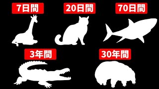 【動物比較】どれくらい食べなくても平気なの？食べる量は？