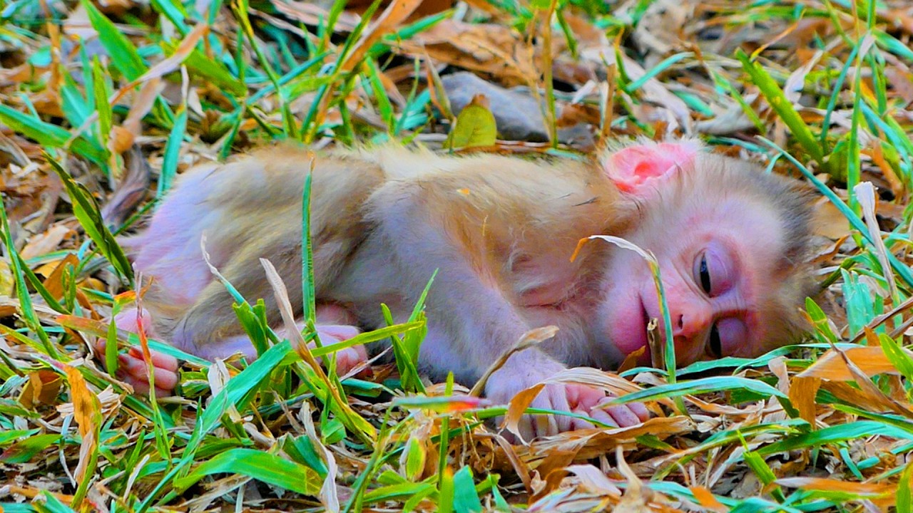Sweet Baby sleeps soundly alone on the ground after full enough of drinks milk