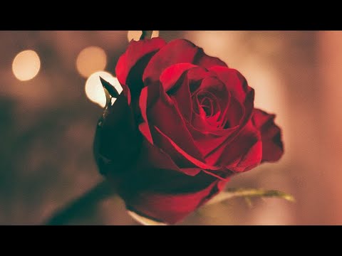 Vidéo: Quels Sont Les Rêves Roses