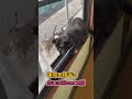 運命の相手に会いに来たオス猫#shorts