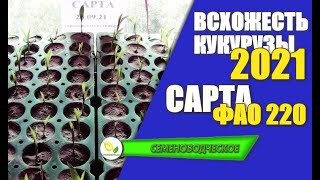 Проверка на всхожесть семян кукурузы Сарта с ФАО 220 / Урожай 2021 года.