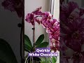 Qwirkle White Chocolate #орхидеи
