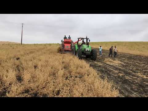 فيديو: السيطرة على لفحة الأسكوكيتا - ما يجب القيام به للعشب المصاب بآفة الأوراق