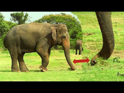Amazing facts you probably didn&rsquo;t know about Majestic elephants | Elephant  Behavior