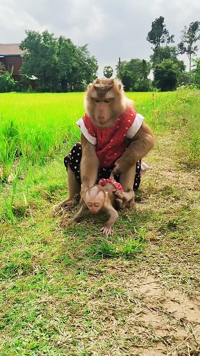 lovely Animals Are Famous, Best SokYaa And SokHaa Very Smart And Amazing Video #shorts