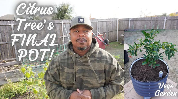 Citrus Made Simple! Final Up-Pot Into the Vego Garden Self-Watering Planter
