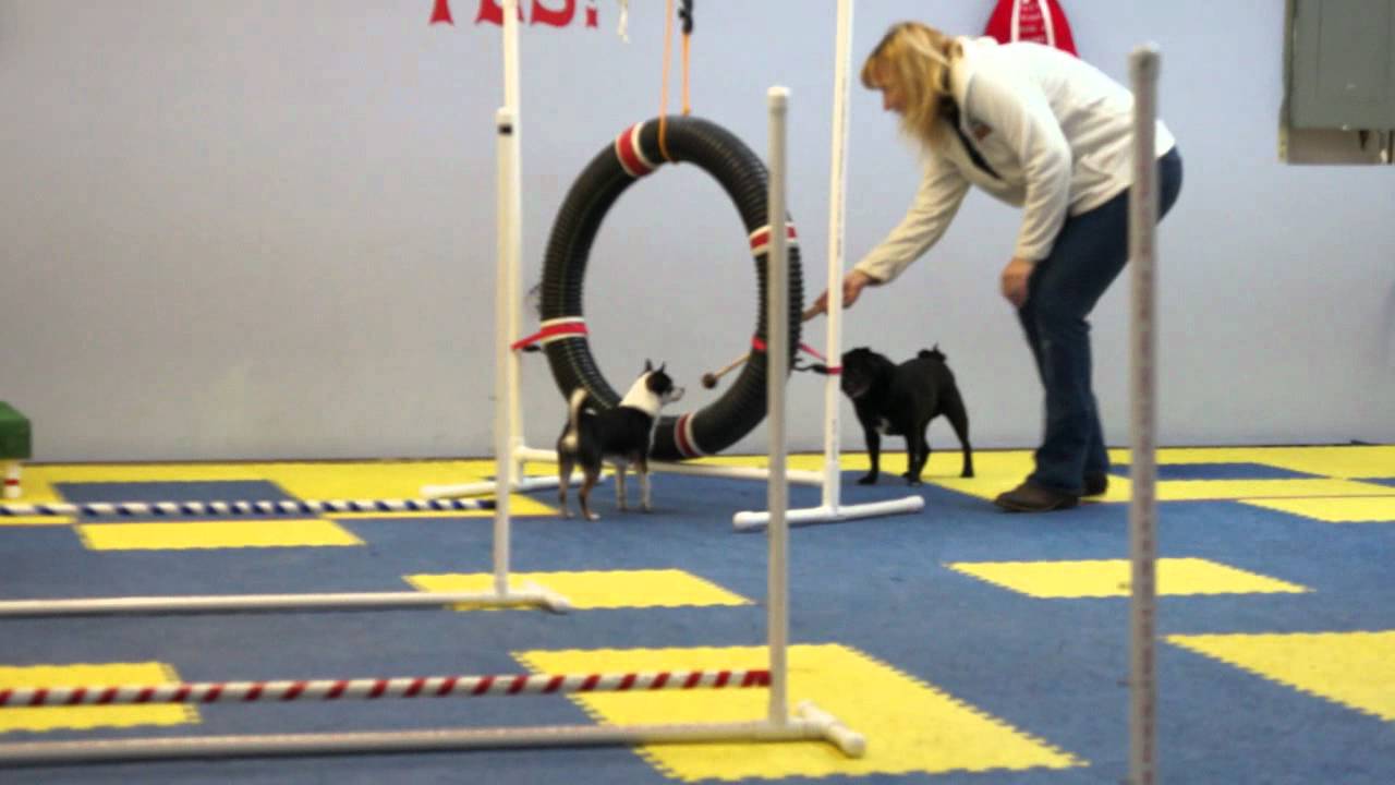 Chihuahua Agility Lesson YouTube
