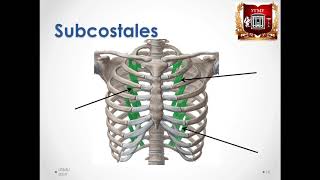 Muscles of chest