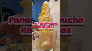 Panen Kombucha Rasa Nanas #kombucha #fermentasi #tehfermentasi #scoby