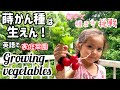 【国際ファミリー】家庭菜園!山奥暮らしだけどベランダの植木鉢に英語で種蒔き【バイリンガル子育て】Growing our own vegetables