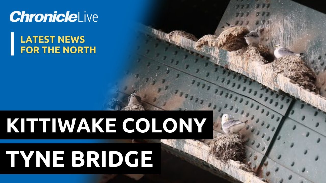 Tyne Bridge restoration poses risk for Newcastle's kittiwake colony