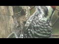 pajaro carpintero comiendo