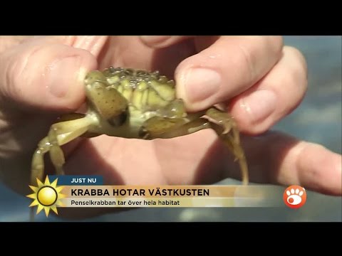 Video: Vad är Sammansättningen Av Krabba Sallad