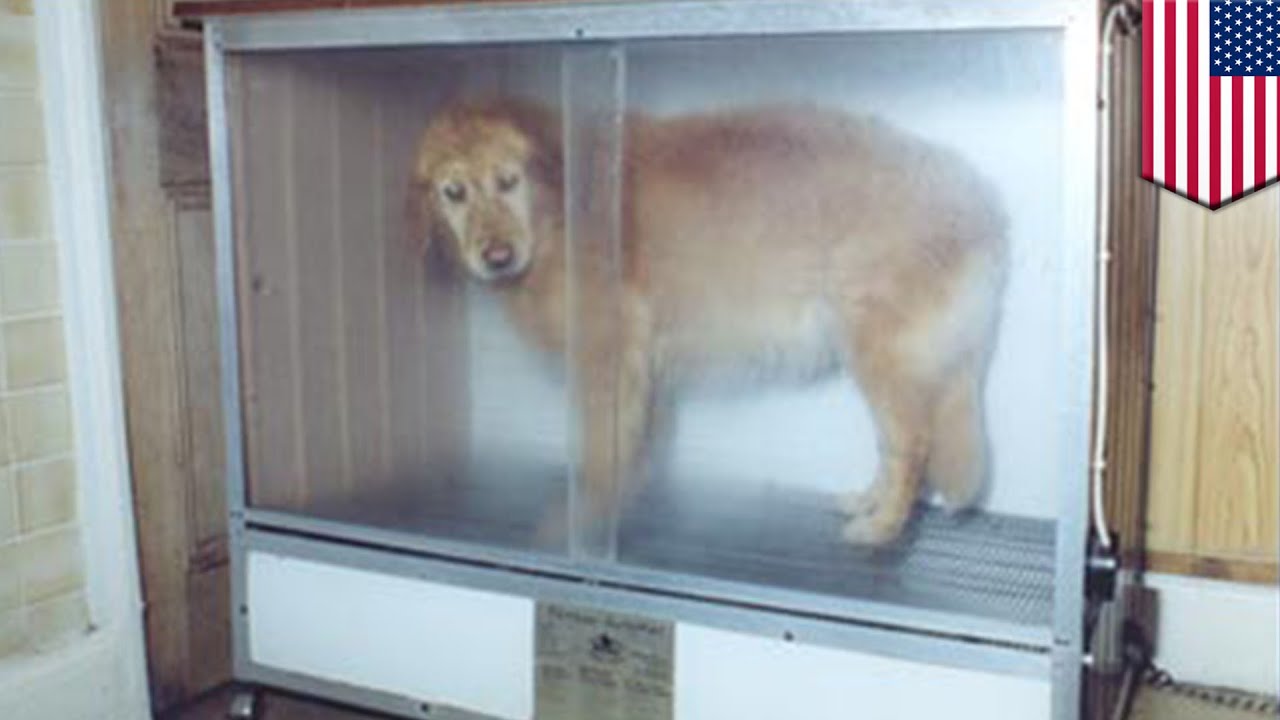 Straszna mier Pies upieczony ywcem W Klatce Do Suszenia YouTube straszna-mier-pies-upieczony-ywcem-w-klatce-do-suszenia-youtube