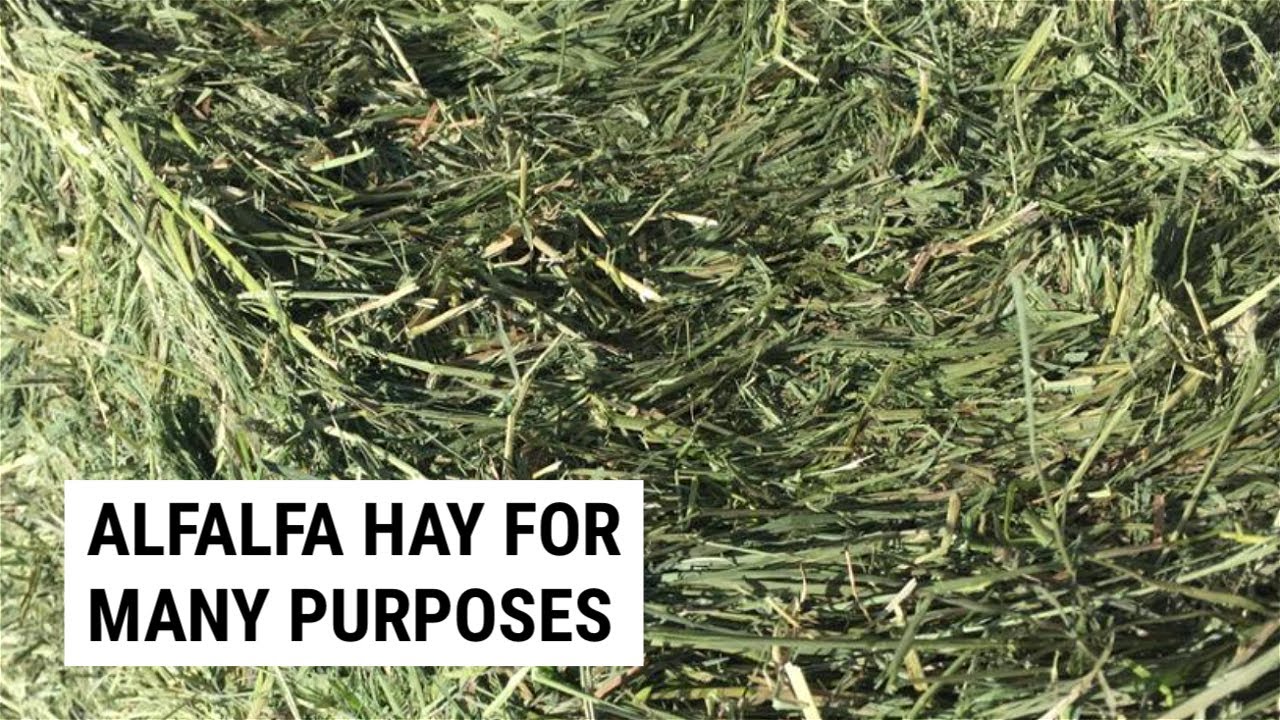 Straw Vs Hay For Garden Mulch & Compost. What Is the Difference? Why Is One  Potentially Harmful! 