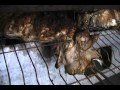 Glimpse inside a Canadian egg barn after a fire Glimpse inside a Canadian egg barn after a fire