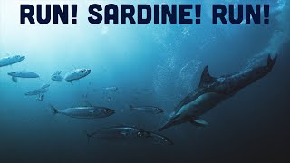 Run! Sardine! Run!