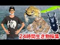 宮古島で24時間本気で生き物を探したら何種類見つかるの？