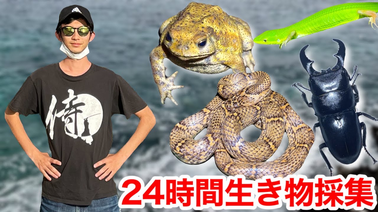 宮古島で24時間本気で生き物を探したら何種類見つかるの？