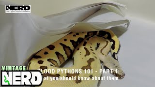 Blood Pythons 101 - Part 1-What you should know about them