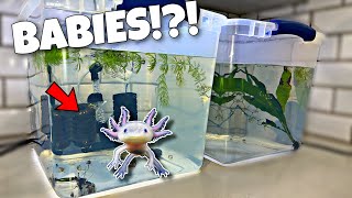 Breeding Axolotl's for Profit!?!