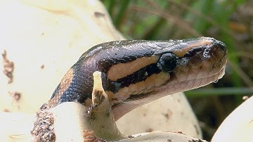 Python Hatching in Florida 04, Time Lapse Speed x2