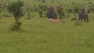 Young Lion Messing With Elephants