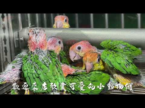 悠悠水族～金頭凱克寶寶們～活潑好動又滑稽的鳥界二哈～寵物性非常棒的鳥寶貝～歡迎蒞臨鑑賞～
