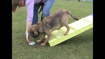 Clicker & target training for agility contacts