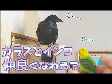 ペット記録チャンネル