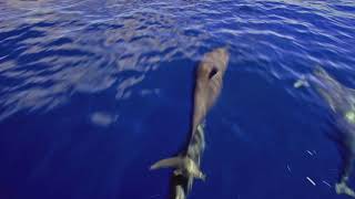 Oahu RE video