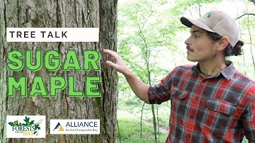 Tree Talk: Sugar Maple