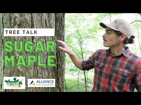 וִידֵאוֹ: Sugar Maple Tree Facts: Sugar Maple Tree Growing Information
