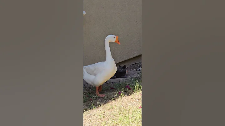 Video 8709561: russian blue cat, sweet russian blue