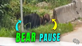 Playful Bear Cubs and Their Mom Causes Traffic to Pause