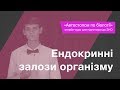 Ендокринні залози організму – Підготовка до ЗНО – Біологія