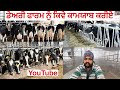        dairy farm dairyfarm viraltrending