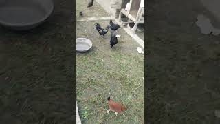 kadaknath murga | kadaknath video shortsvideo  chicken desi poultry viral funny murgi murga