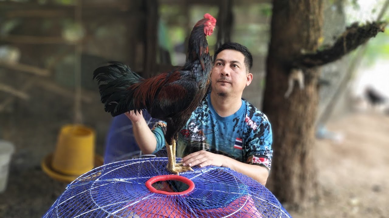 อัพเดทไก่หนุ่มจับครอบสุ่มเตะเช็คแววเจ้าเนวิน