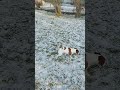 Шерстяная электростанция #dog #собака #животные #jackrussell #джекрасселтерьер #pets #зима #дрт
