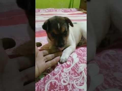 Cute pappi