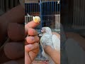 Pigeon دمعه العين 