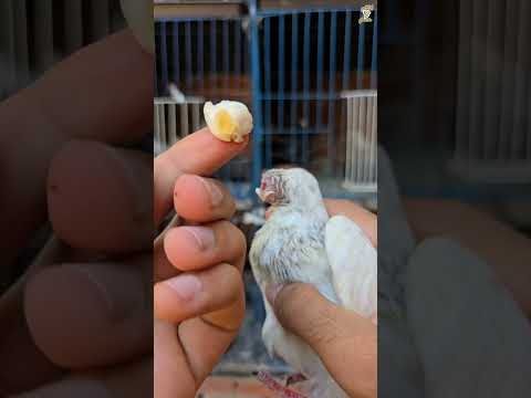 Pigeon دمعه العين 