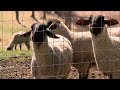 Lambing at North Star Sheep Farm