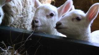 Lambing at North Star Sheep Farm