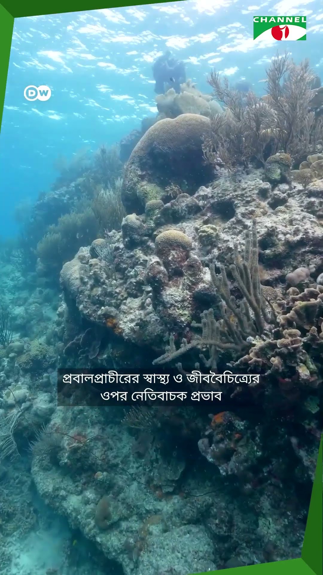 রোবট মাছ কি সমুদ্রের বাস্তুতন্ত্র-পরিবেশের উন্নয়ন করতে পারবে? || Channel i News