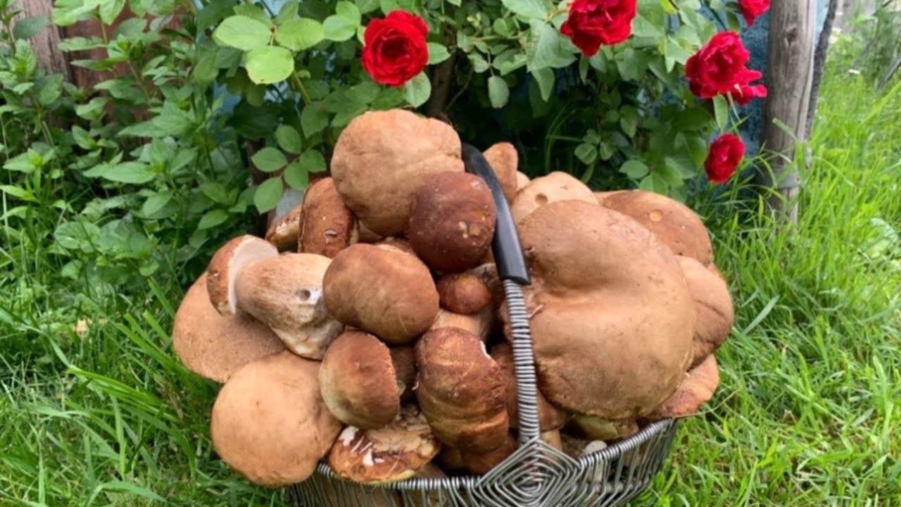 Їх вже багато!!! 🌳БІЛІ ГРИБИ у березовому лісі🌿